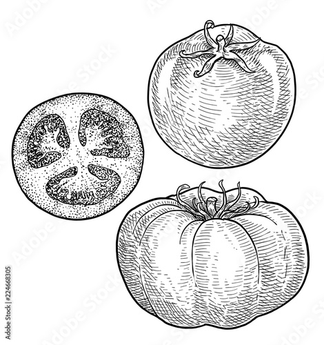 Tomato illustration, drawing, engraving, ink, line art, vector