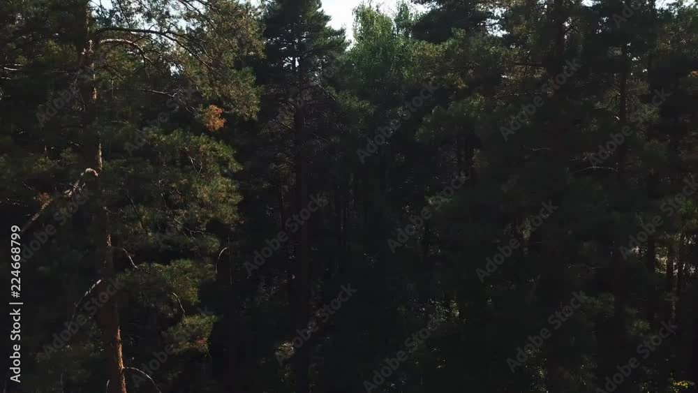 Above the pine forest Above the pine forest