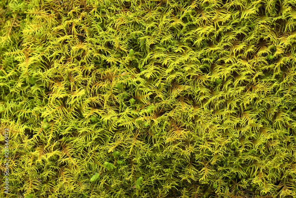 background - green lush moss surface close-up background - green lush moss surface close-up