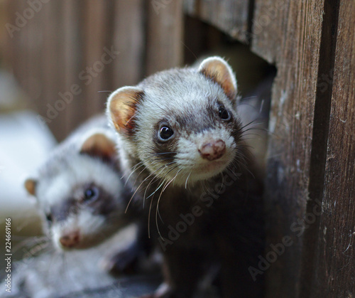 Two ferrets looking out of their wooden house