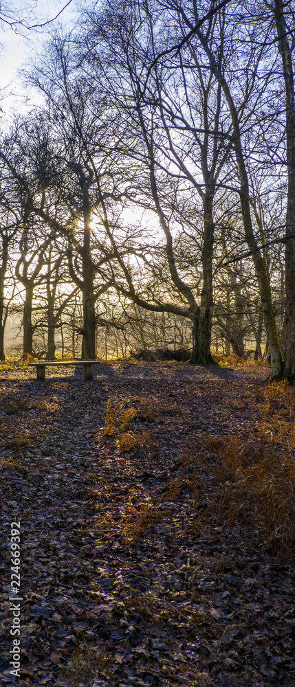 Obraz premium Woodland Sceane