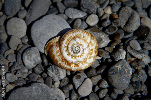 Photo of nature. The beautiful seashell on dark beach stones - black pebble stones on the beach.