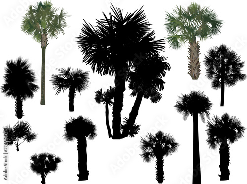 twelve palms isolated on white