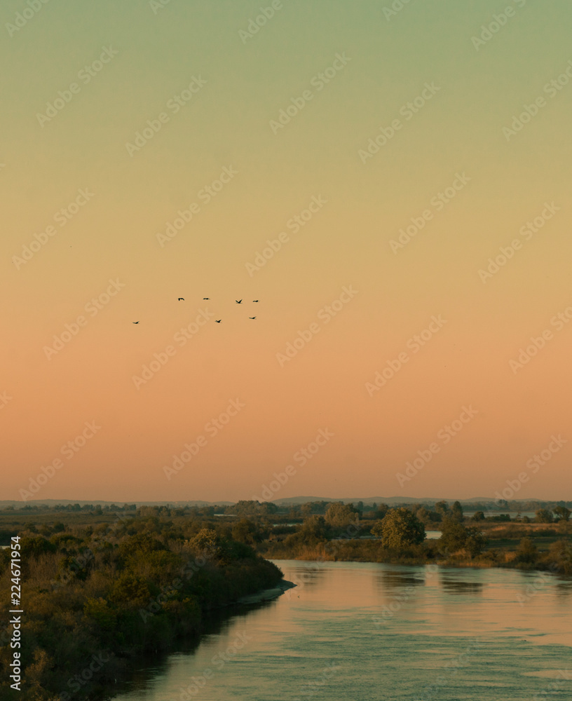 Beatiful migratory birds flying over the river during sunset