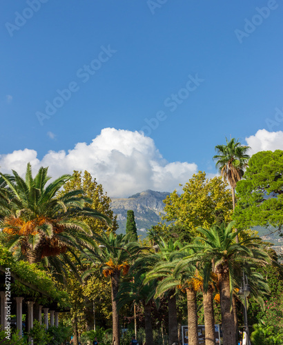 Vertical capture of mountains and trees with the blue sky from Budva oldtown - Montenegro