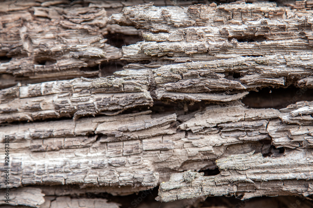 The rotten old rotten wooden log is sprinkled with beetle bark beetles The rotten old rotten wooden log is sprinkled with beetle bark beetles