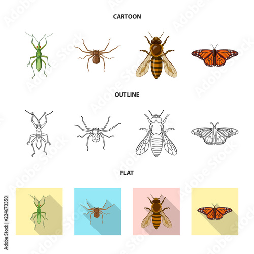 Vector design of insect and fly sign. Set of insect and element vector icon for stock.