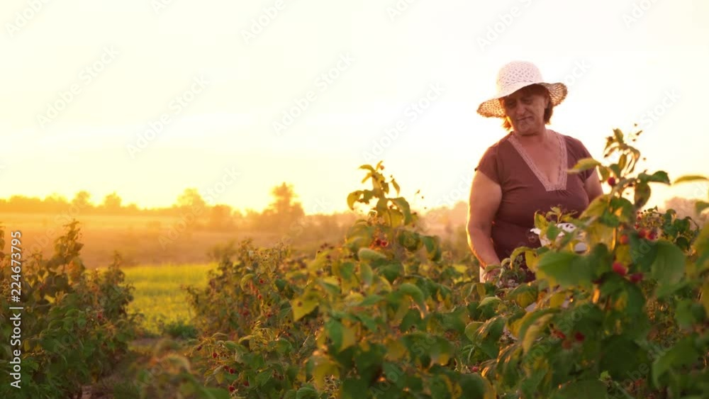 An elderly woman in white trousers, a brown T-shirt and a white hat rips raspberry berries from a bush and puts them in a white bowl, a raspberry picker harvesting on a sunset background An elderly woman in white trousers, a brown T-shirt and a white hat rips raspberry berries from a bush and puts them in a white bowl, a raspberry picker harvesting on a sunset background