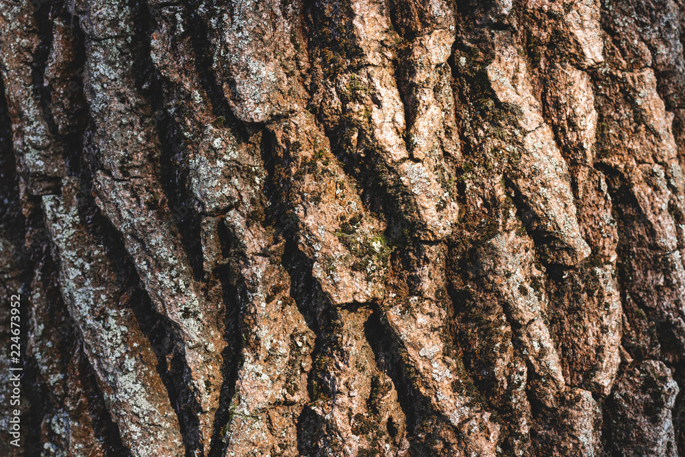 Close up texture of brown bark of tree Close up texture of brown bark of tree