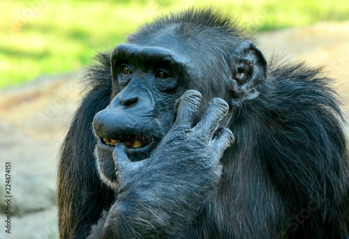 Chimpanzee © Daniel Polák