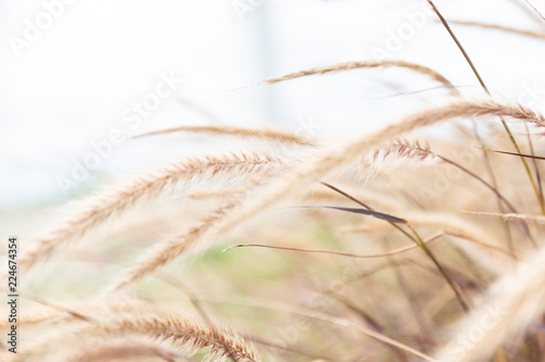 closeup of the natural colors wheat field.