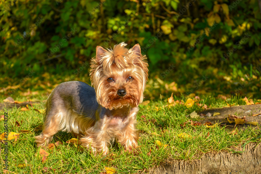 Young yorkshire terrier walks in the woods in the autumn morning Young yorkshire terrier walks in the woods in the autumn morning