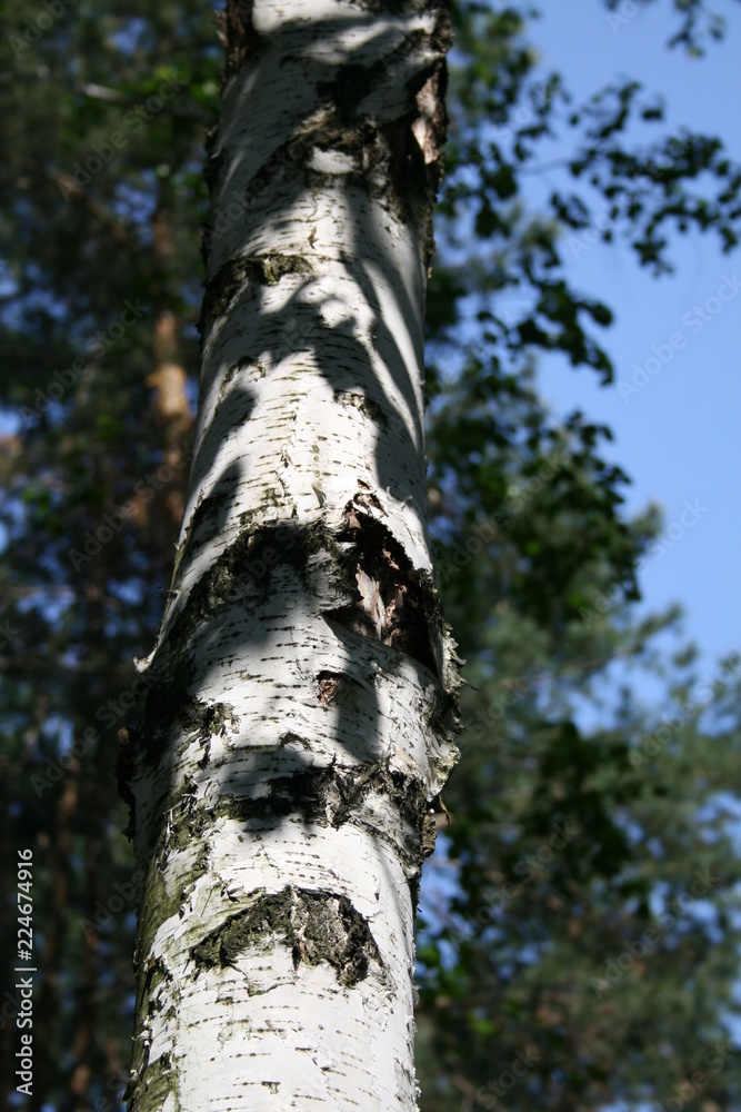Fototapeta premium birch in the park