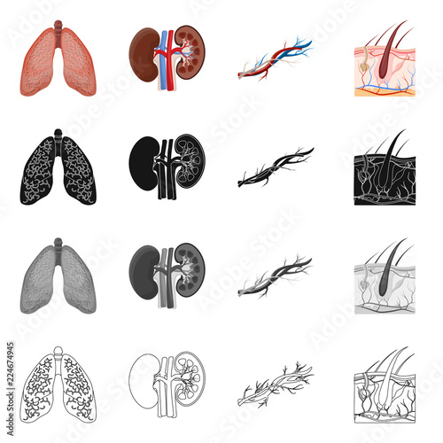 Vector illustration of body and human sign. Set of body and medical stock vector illustration.