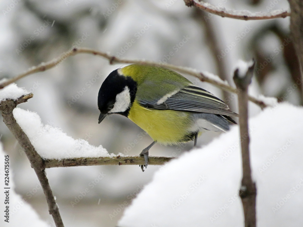 Obraz premium Titmouse sitting on a branch in the winter forest. Concept for first snow, cold weather, tit in snowfall