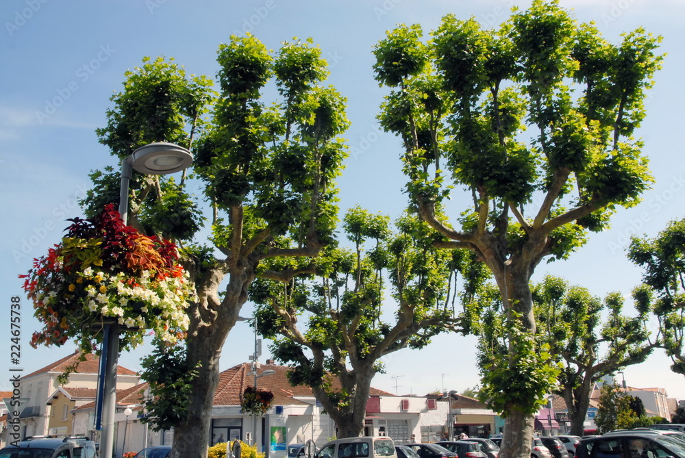 Ville d'Arès, place de l'église, ses arbres taillés et potée de fleurs suspendues, département de Gironde, France