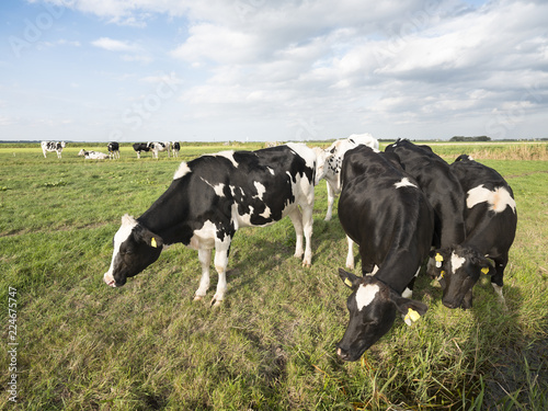 black and white cows in green grassy meadow near amersfoort under blue sky in holland