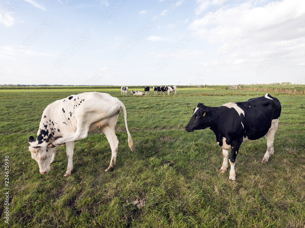 black and white cows in green grassy meadow near amersfoort under blue sky in holland black and white cows in green grassy meadow near amersfoort under blue sky in holland