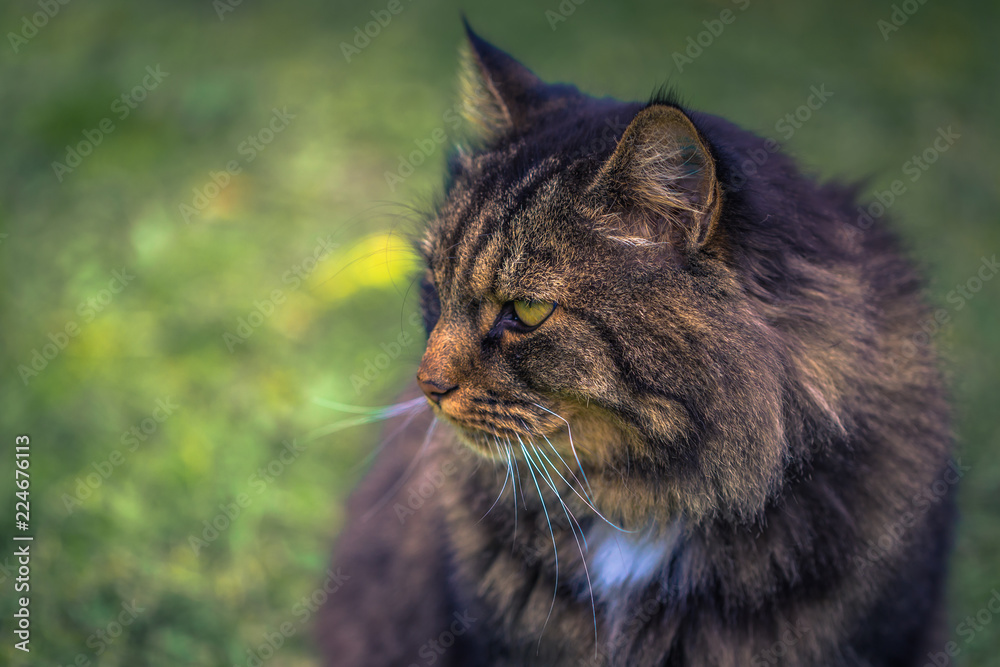 Close up of a Norwegian forest cat on a farm in the Swedish Archipelago, Sweden
