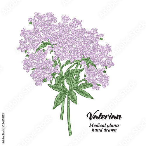 Hand drawn Valerian plant isolated on white background. Medical herbs. Colored vector illustration.
