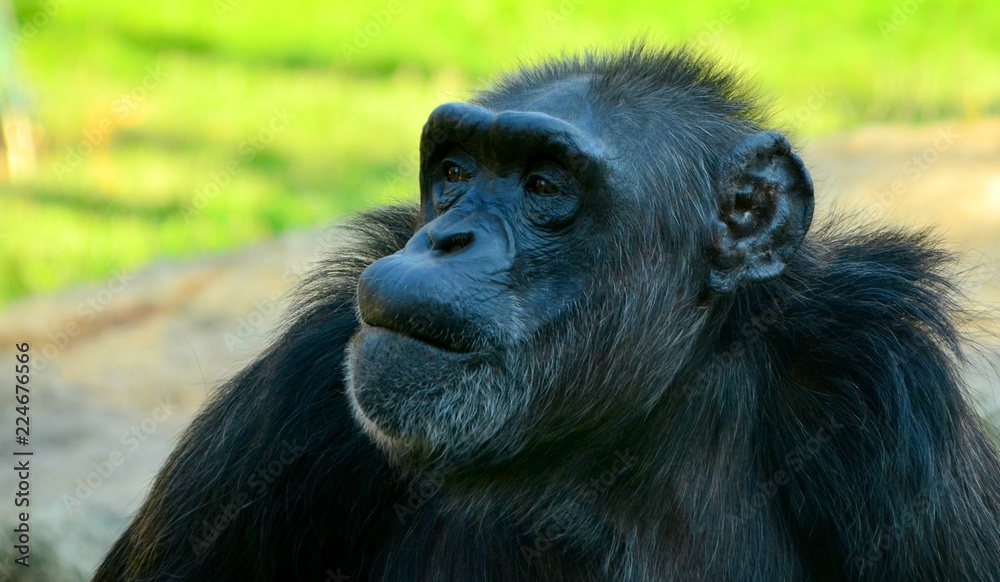 Chimpanzee