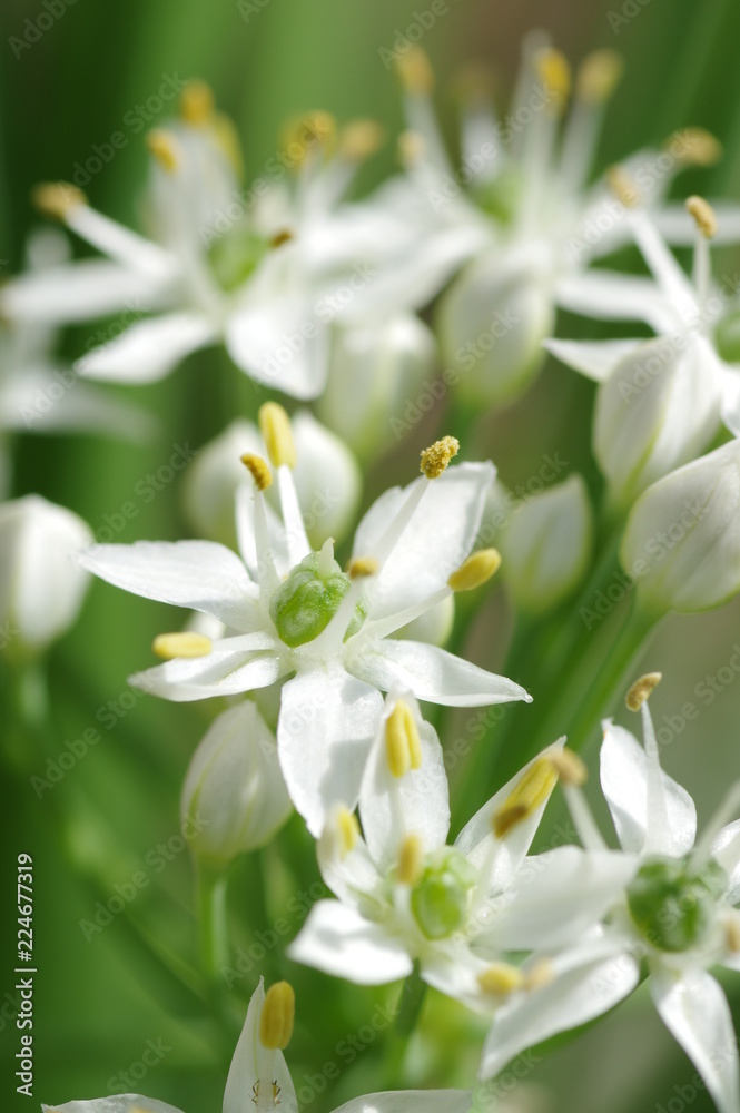 Chinese chive flowers Chinese chive flowers