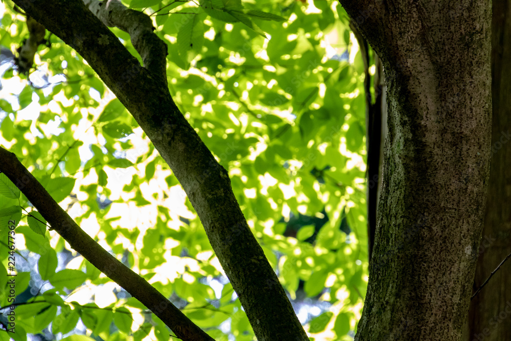 Fototapeta premium green tree leaf