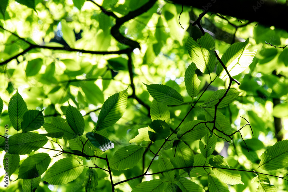 green tree leaf