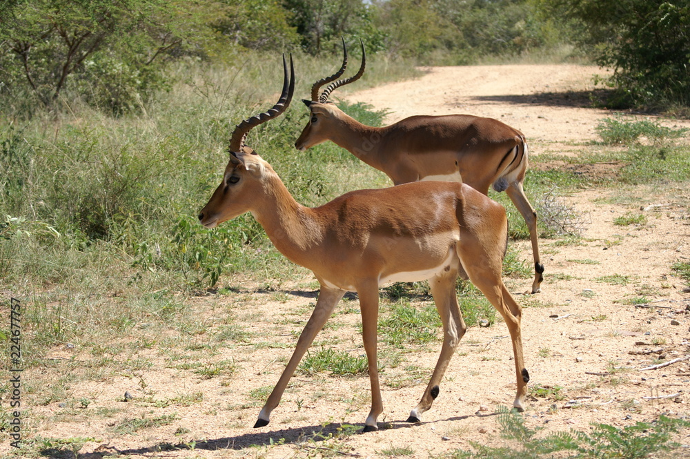 antelope antelope