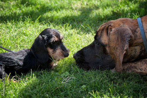 Two dogs face to face on the grass, look each other in the eye.