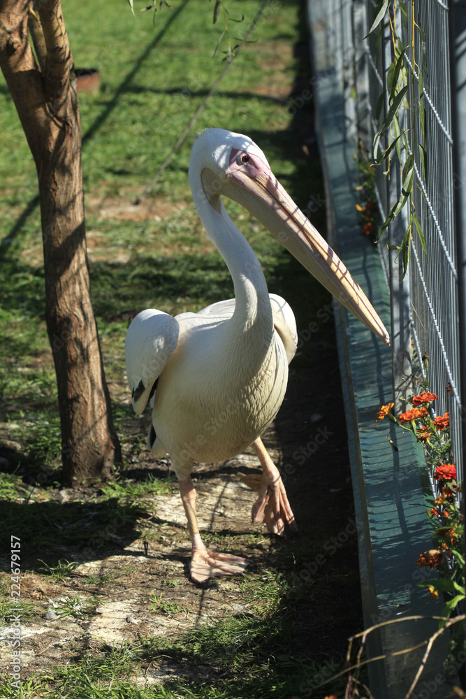Fototapeta premium portrait of pelican