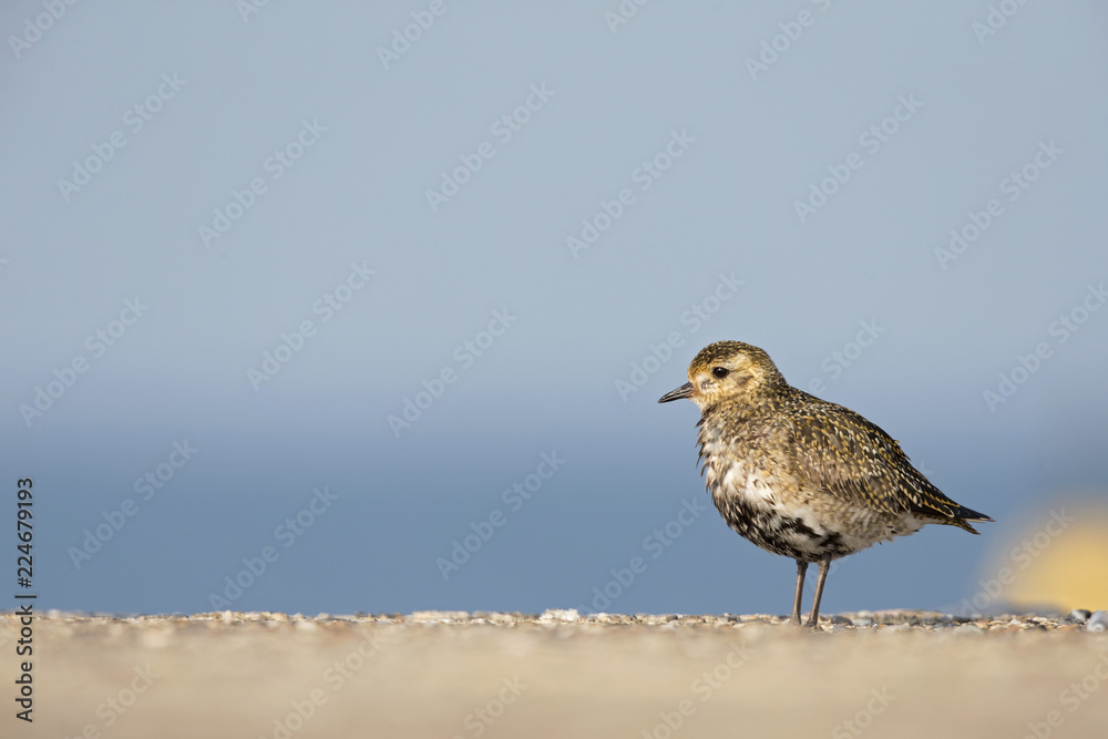 An European golden plover (Pluvialis apricaria) resting in the morning sun on the Island Heligoland- With golden coloured feathers An European golden plover (Pluvialis apricaria) resting in the morning sun on the Island Heligoland- With golden coloured feathers