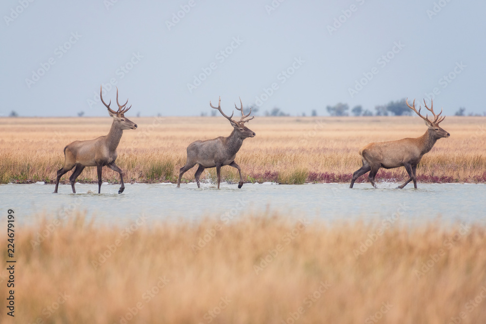Red deer in wild nature, beautiful steppe landscape with herd of deer (Cervus Elaphus). Stag with large branched horns running through marshland. Dzharylhach island, national nature park, Ukraine Red deer in wild nature, beautiful steppe landscape with herd of deer (Cervus Elaphus). Stag with large branched horns running through marshland. Dzharylhach island, national nature park, Ukraine