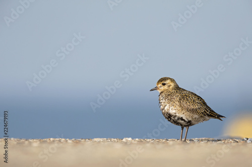 An European golden plover (Pluvialis apricaria) resting in the morning sun on the Island Heligoland- With golden coloured feathers  © Bouke