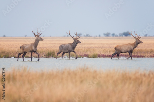 Red deer in wild nature, beautiful steppe landscape with herd of deer (Cervus Elaphus). Stag with large branched horns running through marshland. Dzharylhach island, national nature park, Ukraine
