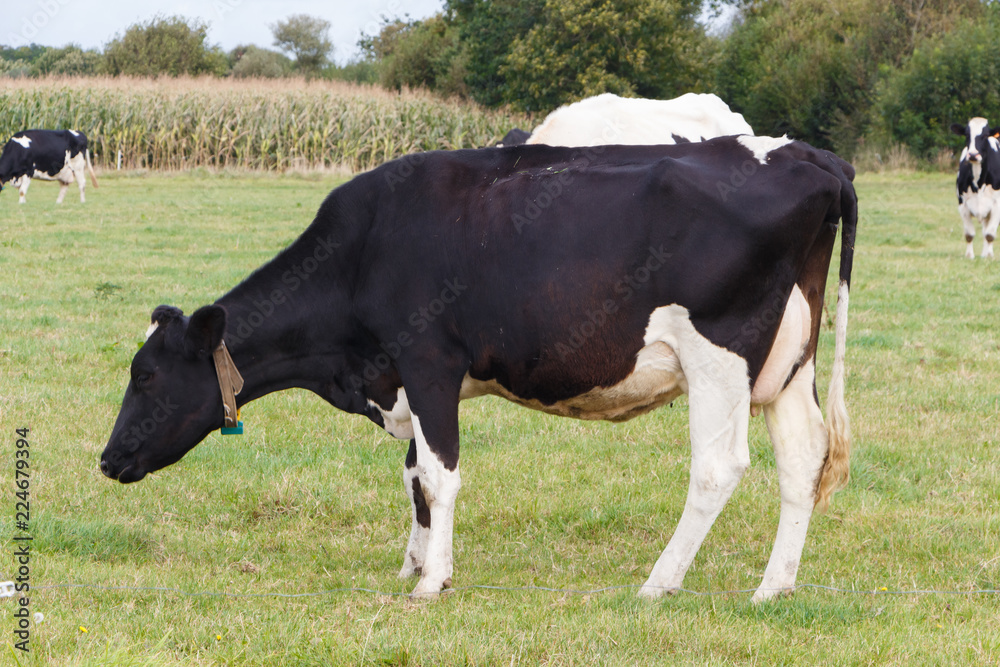 Vache Holstein au champ en Bretagne