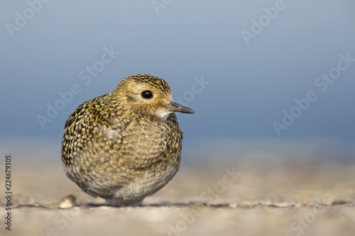 An European golden plover (Pluvialis apricaria) resting in the morning sun on the Island Heligoland- With golden coloured feathers 