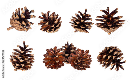Pine cone. Dried cones