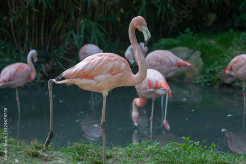 flamingo in zoo