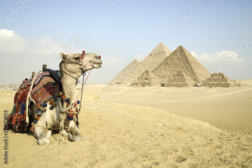 Panoramic View Of The Pyramids From Giza Plateau, Cairo, Egypt. Camel Sitting In Front Of The Pyramids