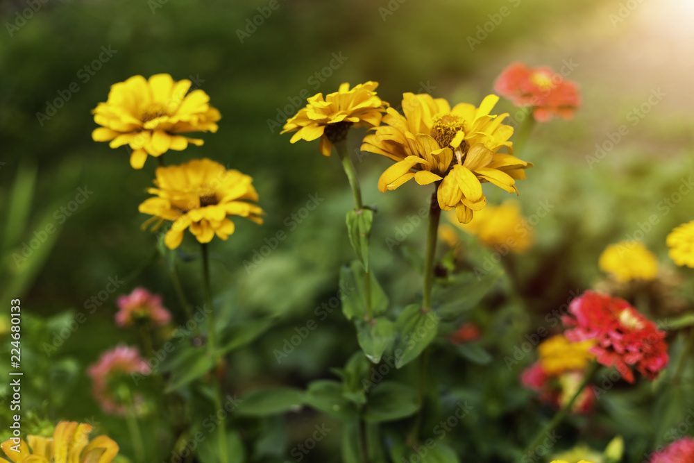 Zinnia Autumn flower design. In warm sunlight Zinnia Autumn flower design. In warm sunlight
