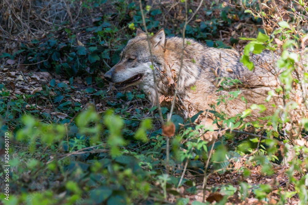 Obraz premium Nahaufnahme eines männlichen Wolfes in seinem Revier, Deutschland