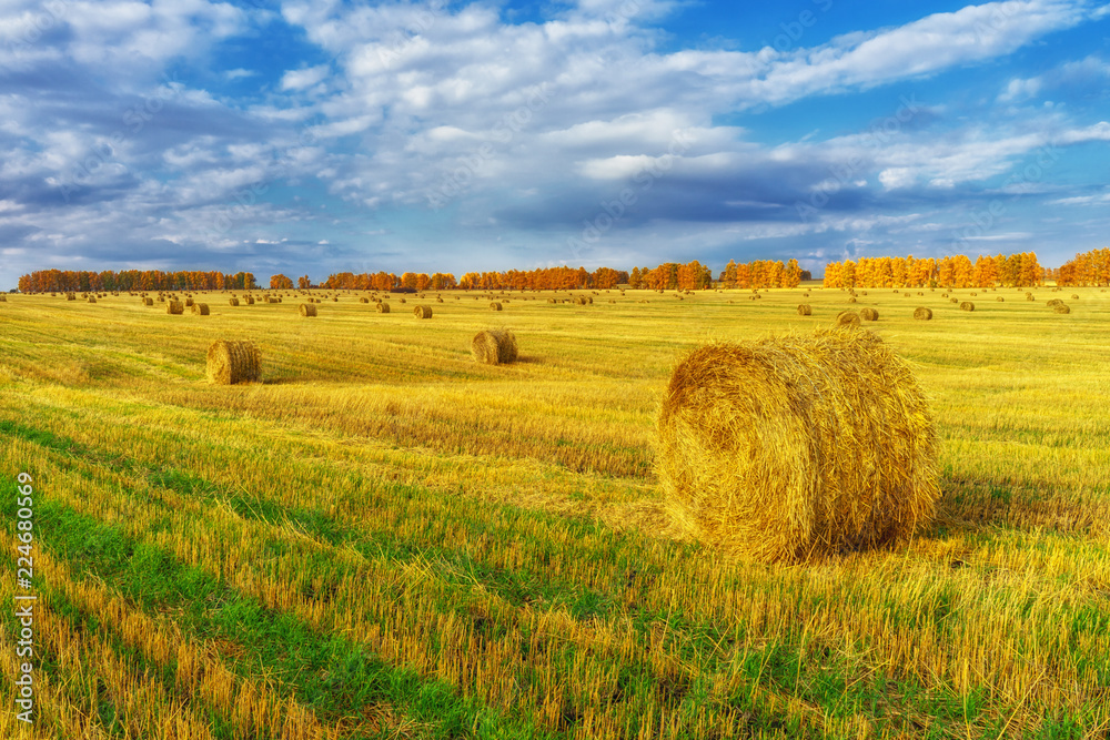 Picturesque autumn landscape with beveled field and straw bales. Beautiful agriculture background