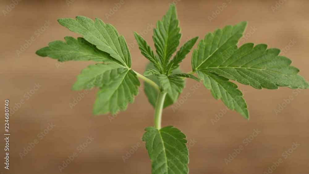 marijuana flower blooming medical cannabis plant marijuana flower blooming medical cannabis plant