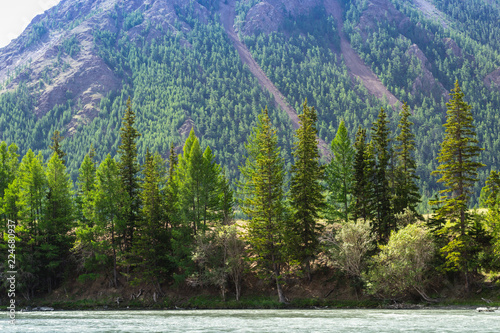 mountain river Chuja runs between coniferous forest and meadows