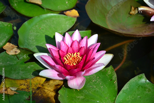 water Lily on the pond 