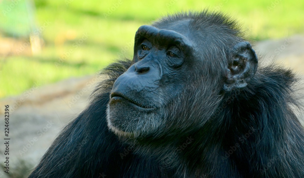 Chimpanzee Chimpanzee