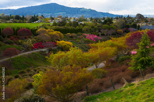 Maple Grove looking towards mount ngongataha