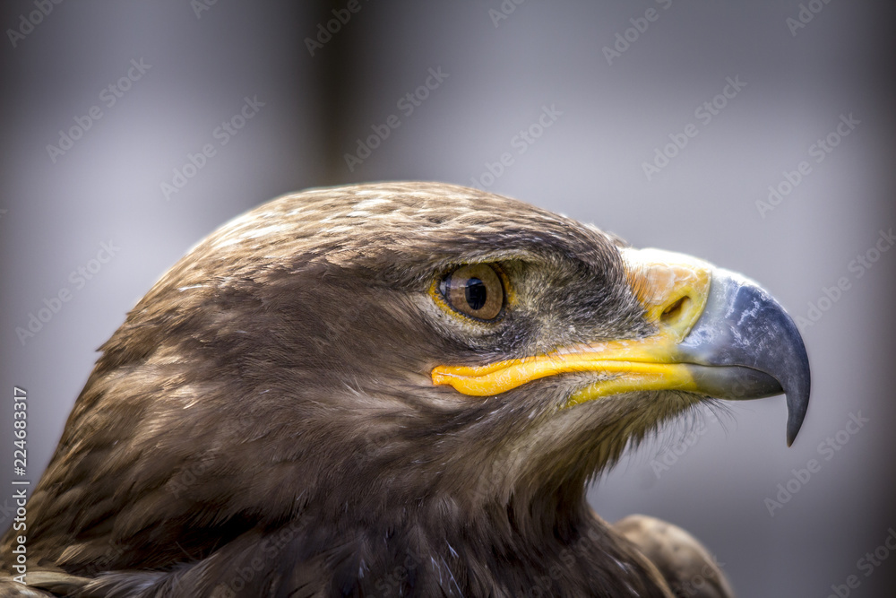 Portrait of an eagle in Feldberg Germany Portrait of an eagle in Feldberg Germany