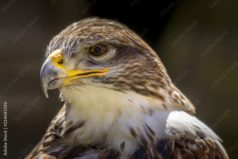 Portrait of a falcon in Feldberg Germany Portrait of a falcon in Feldberg Germany